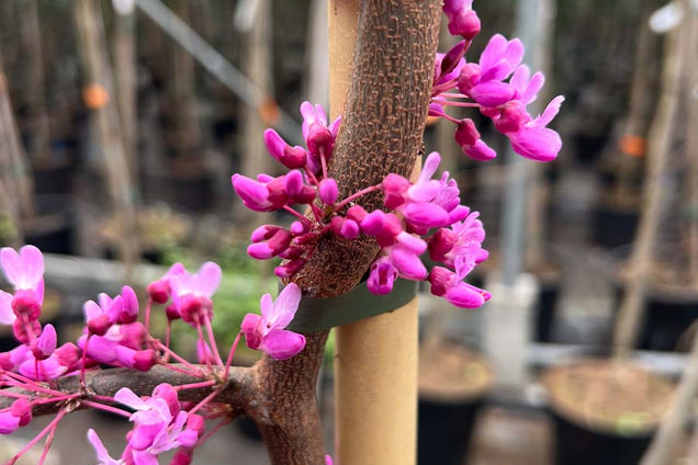 Cercis canadensis 'Covey' bloem