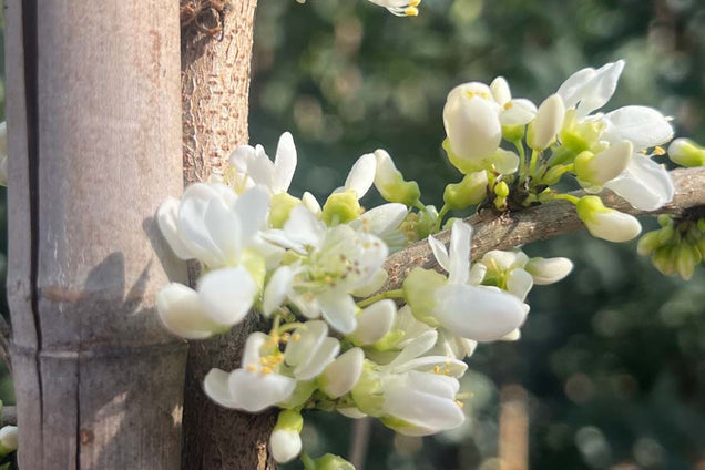 Cercis chinensis 'Shirobana' bloesem
