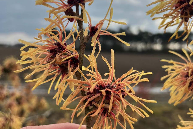 Hamamelis intermedia 'Orange Beauty' bloem
