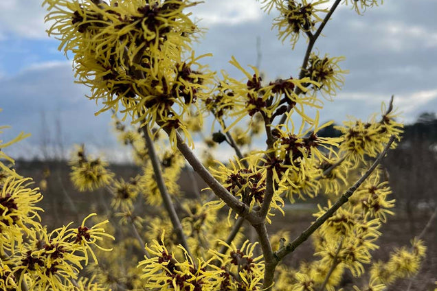 Hamamelis intermedia 'Westerstede' bloem