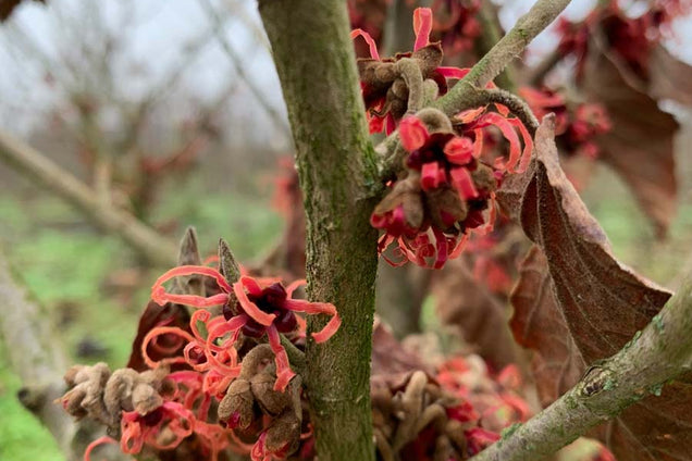 Hamamelis intermedia 'Diane' bloem