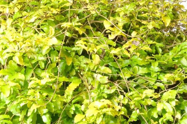 Ligustrum ovalifolium 'Lemon and Lime' blad