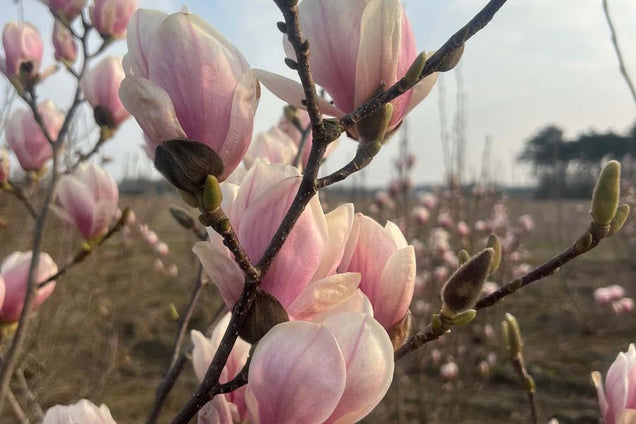 Magnolia soulangeana bloesem