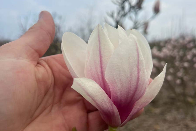 Magnolia soulangeana 'Alexandrina' bloem