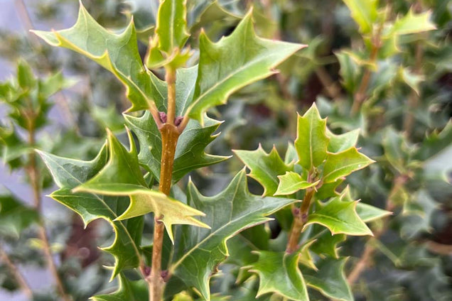 Osmanthus heterophyllus blad