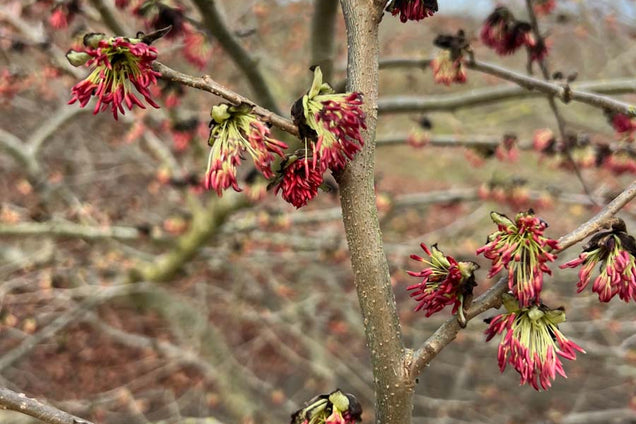 Parrotia persica bloem