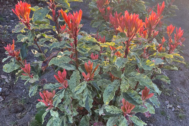 Photinia serratifolia 'Oploo5' bloem