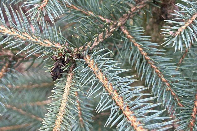 Picea pungens Glauca Group naald