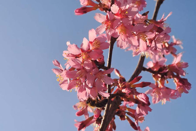 Prunus incisa 'Paean' bloem
