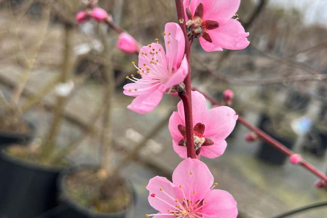 Prunus persica 'Champion' bloem