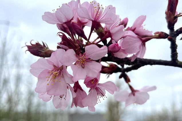 Prunus sargentii 'Rancho' bloem