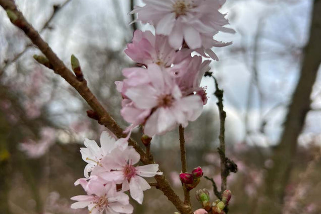 Prunus subhirtella 'Autumnalis Rosea' bloem