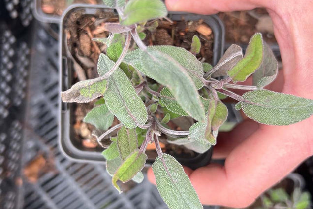 Salvia officinalis P9