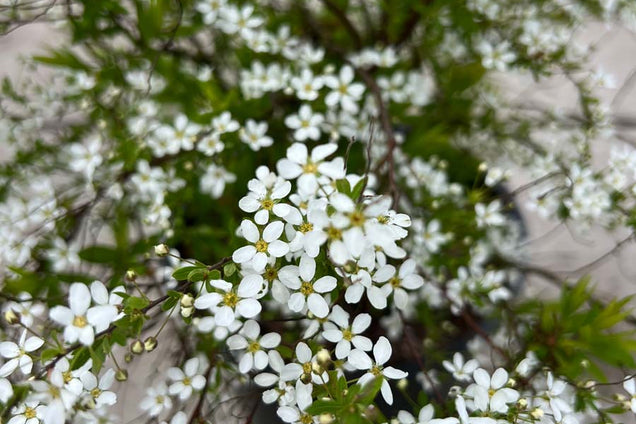 Spiraea thunbergii bloesem