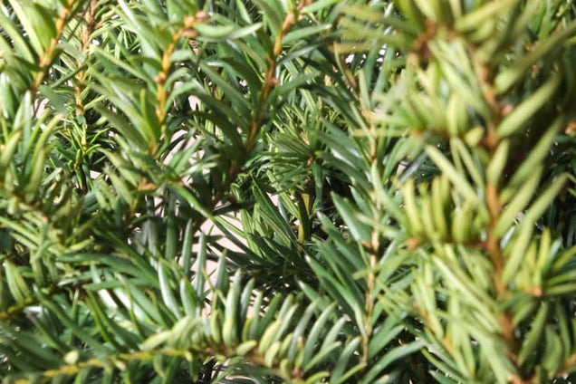 Taxus baccata 'Repandens' naald