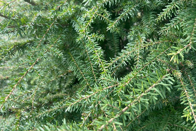 Tsuga heterophylla twijg
