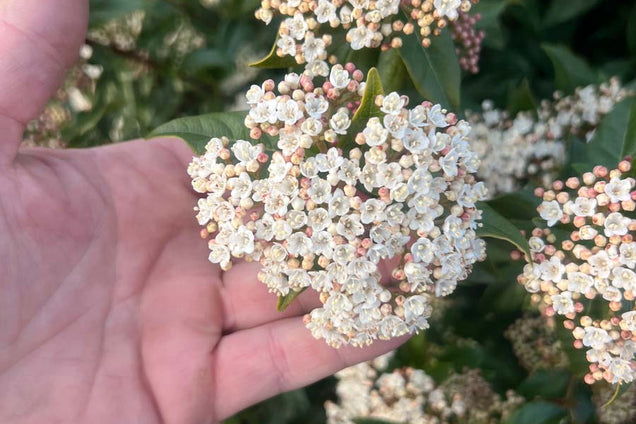 Viburnum tinus bloem