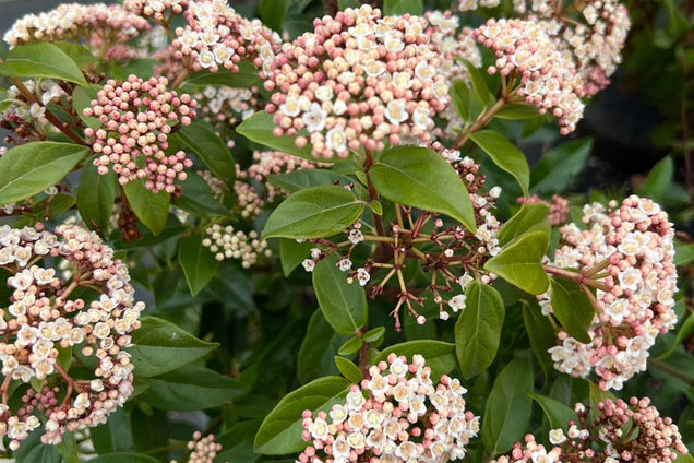 Viburnum tinus 'Eve Price' bloem