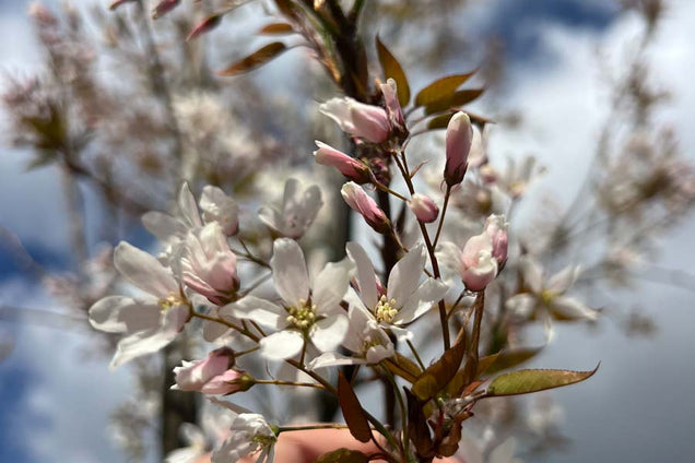 Amelanchier arborea 'Robin Hill' bloem