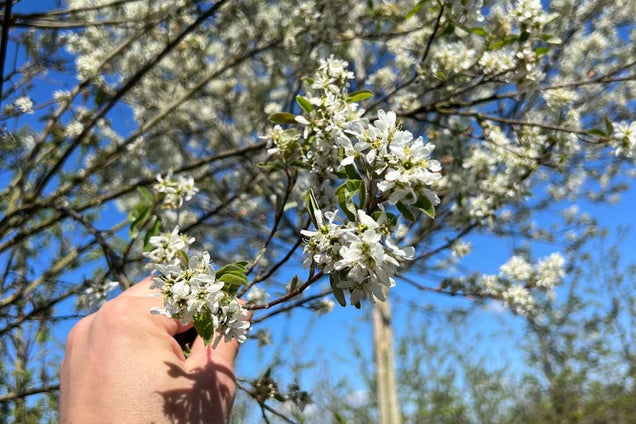 Amelanchier canadensis 'Glennform' bloem