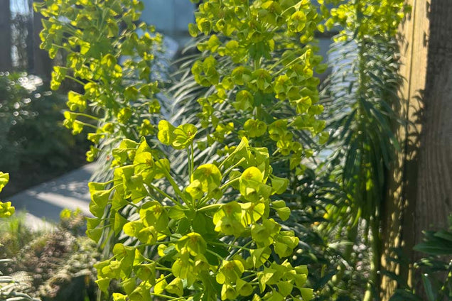 Euphorbia characias wulfenii bloem
