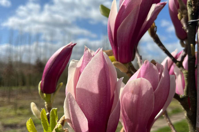 Magnolia 'Red Lucky' bloem