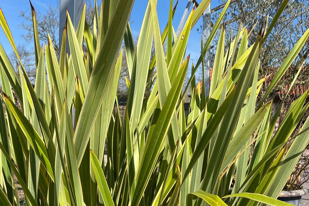 Phormium 'Golden Ray' bladeren