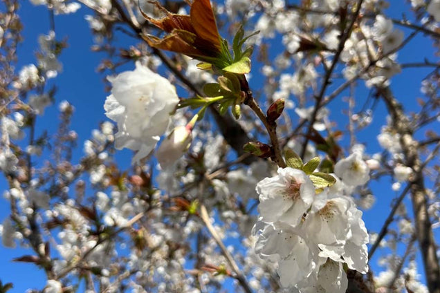 Prunus serrulata 'Taihaku' bloesem