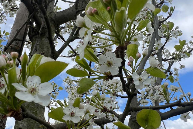 Pyrus calleryana bloem