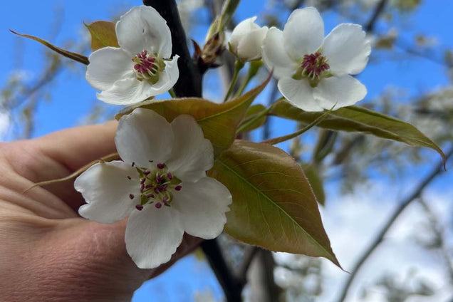 Pyrus serrulata bloem