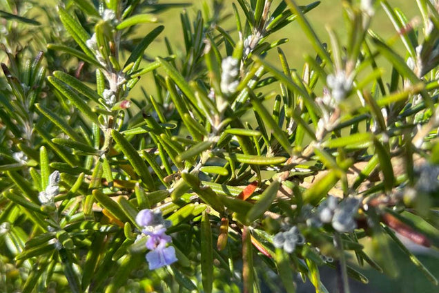 Rosmarinus officinalis bloem