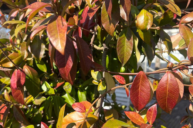Trachelospermum jasminoides blad