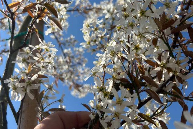 Amelanchier 'Ballerina' bloem