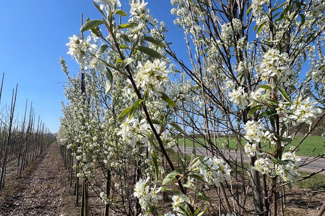 Amelanchier canadensis 'October Flame' bloem