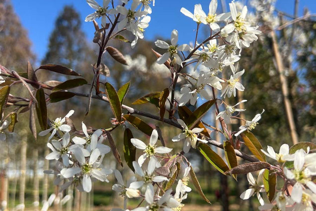 Amelanchier grandiflora 'Forest Prince' bloem