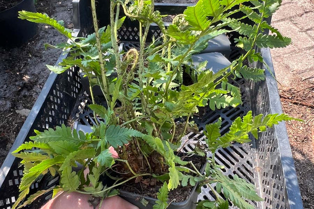 Dryopteris coreano-montana P9