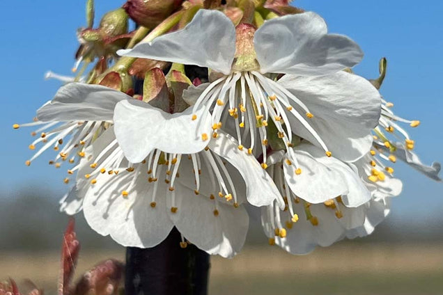 Prunus avium 'Lapins' bloem