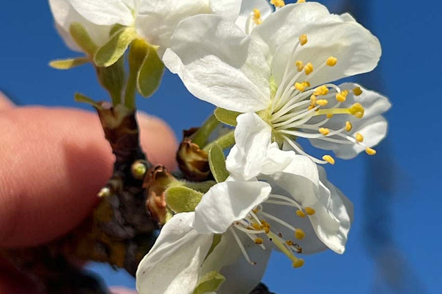 Prunus domestica 'Reine Claude d'Oullins' bloem
