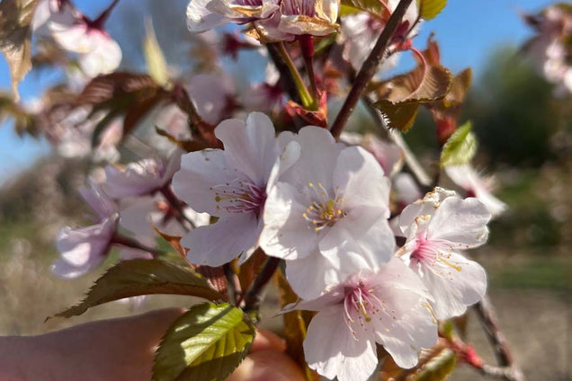 Prunus sargentii bloem