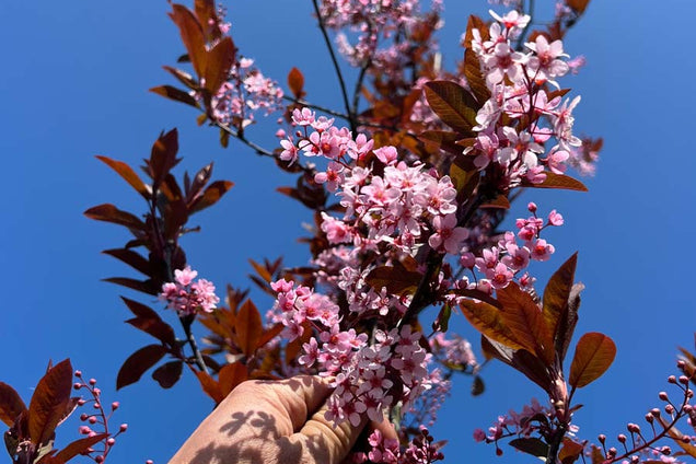 Prunus padus 'Colorata' bloem