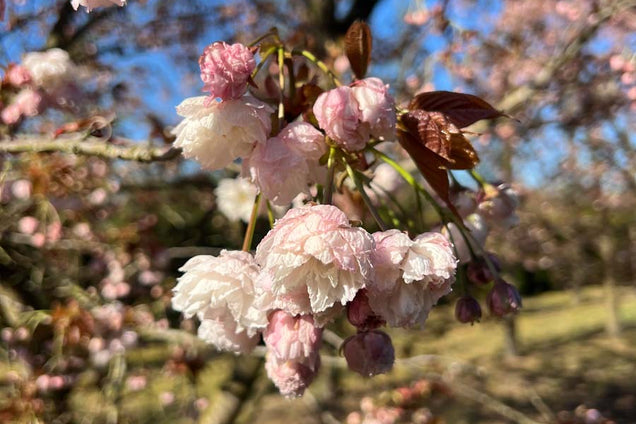 Prunus serrulata 'Fugenzo' bloem