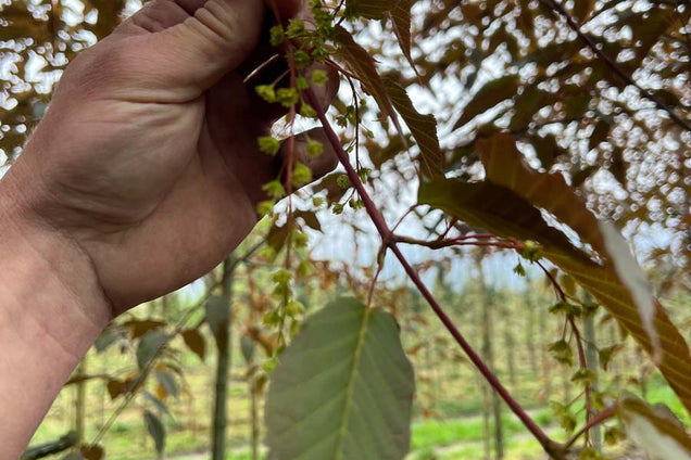 Acer davidii 'Rosalie' blad