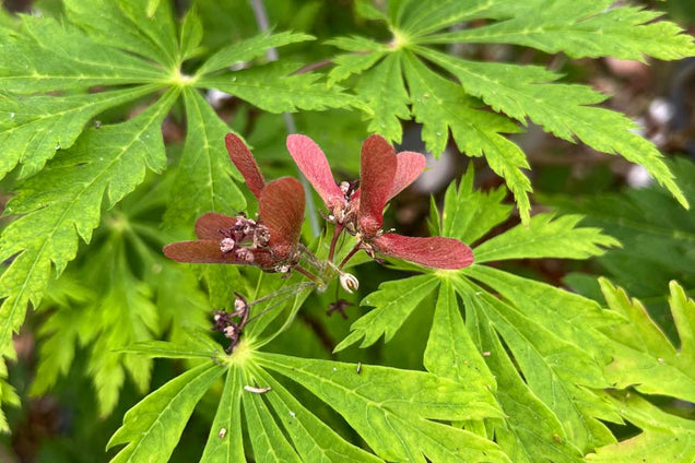 Acer japonicum 'Aconitifolium' zaaddoos