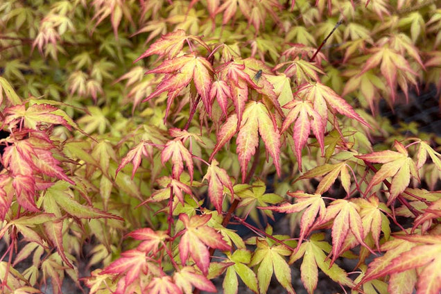 Acer palmatum 'Katsura' blad