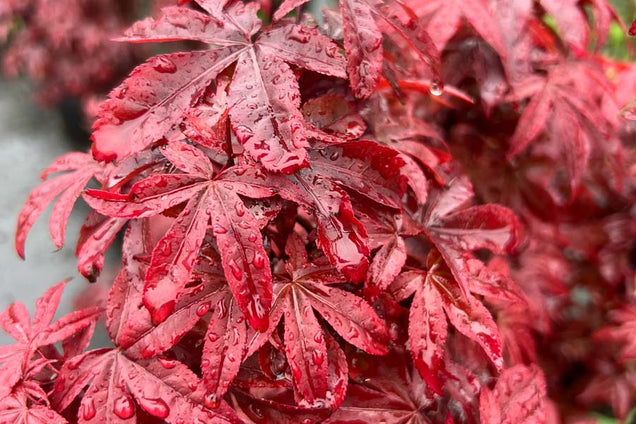 Acer palmatum 'Twombly's Red Sentinel' blad