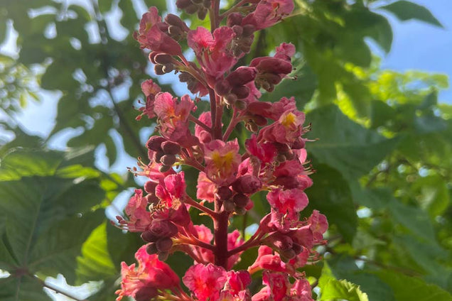 Aesculus carnea 'Briotii' bloesem