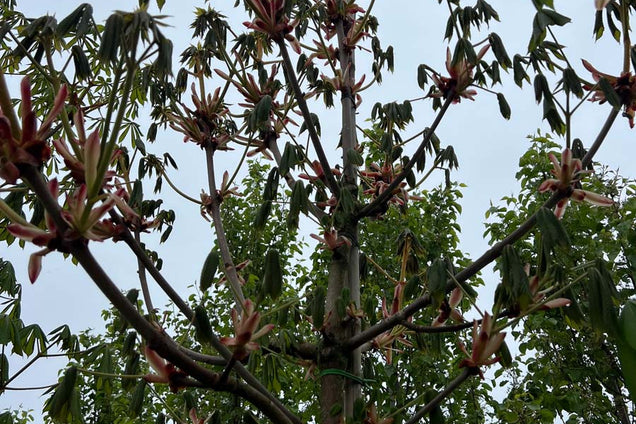 Aesculus turbinata stam