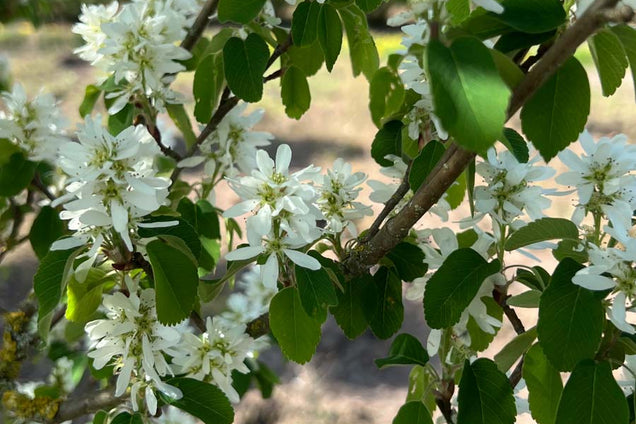 Amelanchier alnifolia 'Obelisk' bloesem