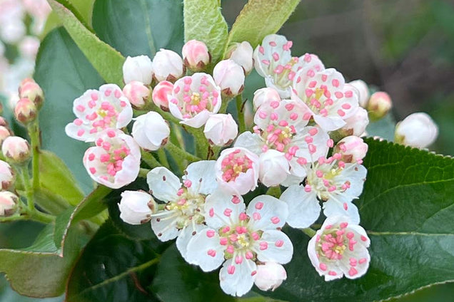 Aronia melanocarpa bloem