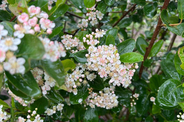 Aronia prunifolia bloesem